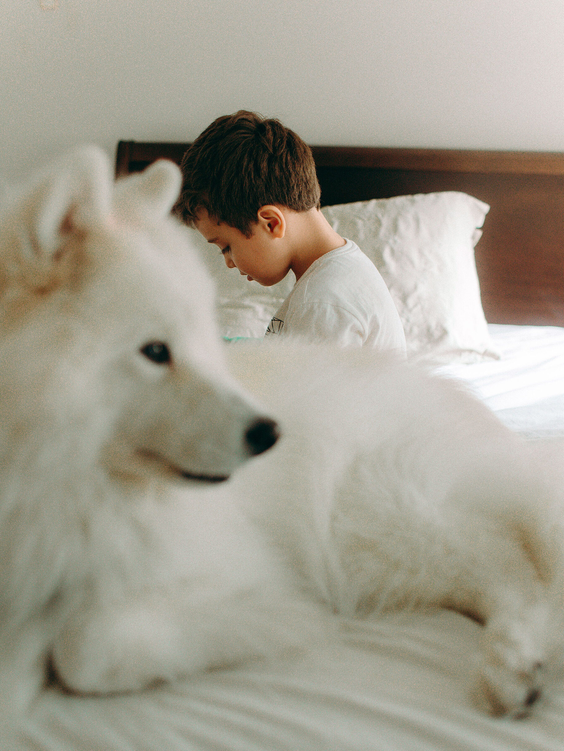Dog and boy on bed
